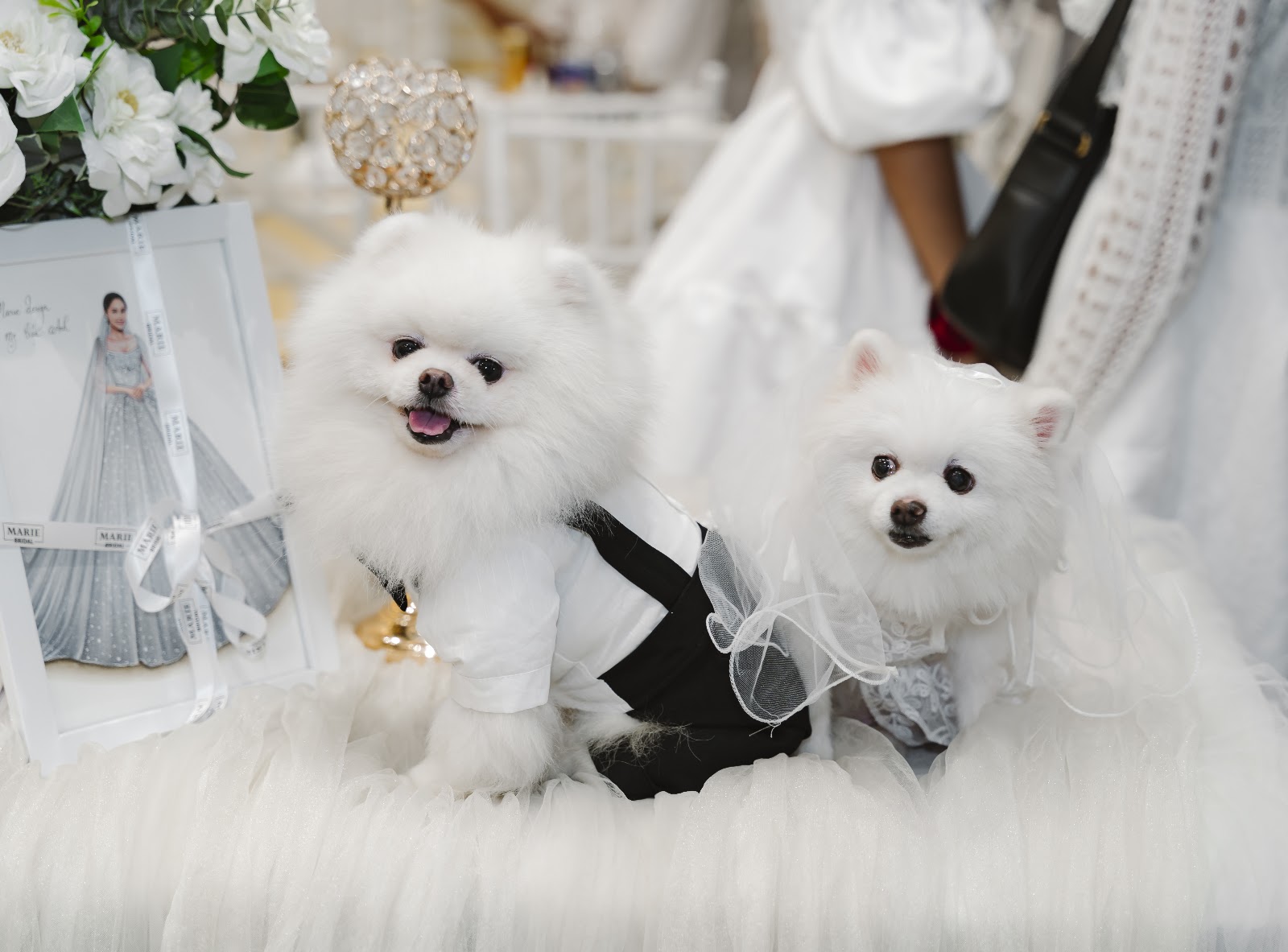 Hai bé chó phốc sóc Pomeranian màu trắng đứng cạnh nhau