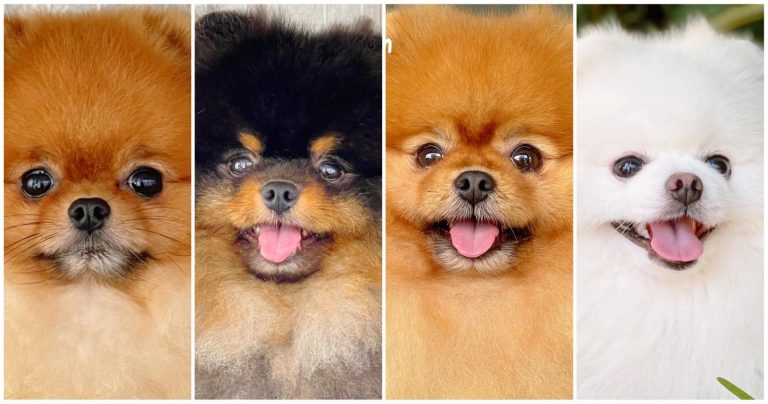 Bốn bé chó phốc sóc Pomeranian với bốn màu lông cam, đen nâu, cam sẫm và trắng